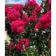 Kínai selyemmírtusz - Lagerstroemia indica "Rubra"