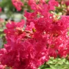 Kínai selyemmírtusz - Lagerstroemia indica "Rubra"