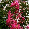 Kínai selyemmírtusz - Lagerstroemia indica "Rubra"