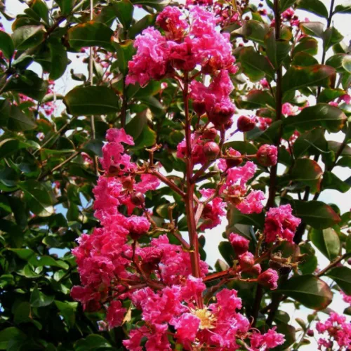 Kínai selyemmírtusz - Lagerstroemia indica "Rubra"