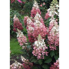 Bugás Hortenzia - Pink Diamond - Hydrangea Paniculata