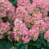 Bugás Hortenzia - Pink Diamond - Hydrangea Paniculata