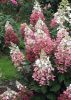 Bugás Hortenzia - Pink Diamond - Hydrangea Paniculata