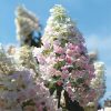 Bugás Hortenzia - Pink Diamond - Hydrangea Paniculata