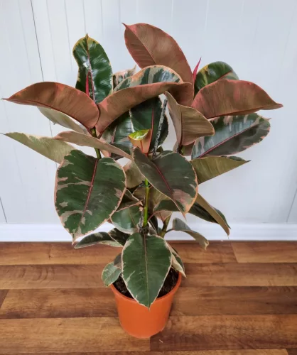 Szobafikusz - Ficus Elastica 'Belize'