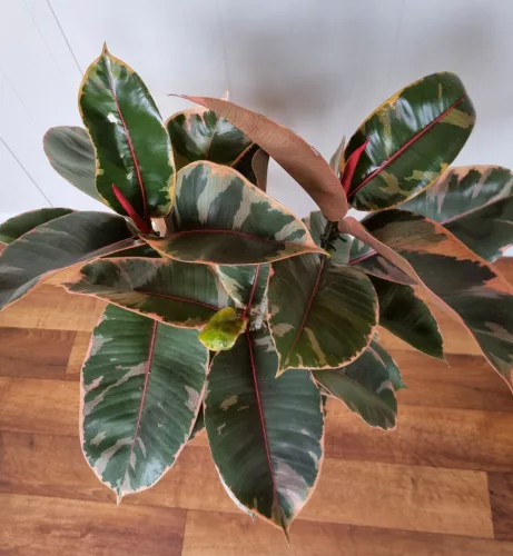 Szobafikusz - Ficus Elastica 'Belize'