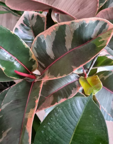 Szobafikusz - Ficus Elastica 'Belize'