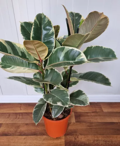 Szobafikusz - Ficus Elastica 'Tineke'