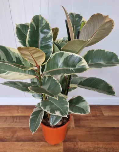 Szobafikusz - Ficus Elastica 'Tineke'