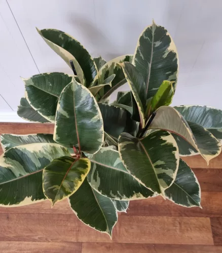 Szobafikusz - Ficus Elastica 'Tineke'