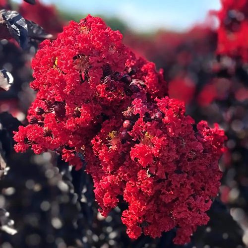 Bordó levelű Kínai selyemmírtusz - Lagerstroemia indica "Crimson Red"