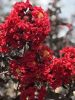 Bordó levelű Kínai selyemmírtusz - Lagerstroemia indica "Crimson Red"