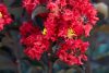 Bordó levelű Kínai selyemmírtusz - Lagerstroemia indica "Crimson Red"