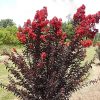 Bordó levelű Kínai selyemmírtusz - Lagerstroemia indica "Crimson Red"