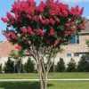 Bordó levelű Kínai selyemmírtusz - Lagerstroemia indica "Crimson Red"