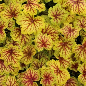 Tűzeső - Heuchera " Red Lightning "