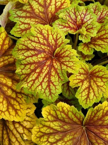 Tűzeső - Heuchera " Red Lightning "