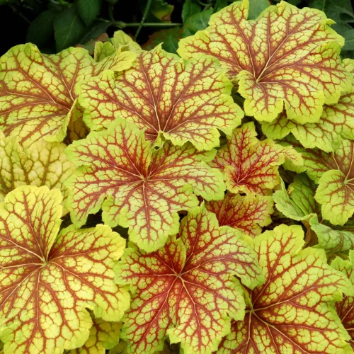 Tűzeső - Heuchera " Red Lightning "