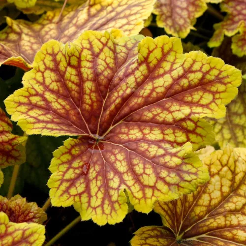 Tűzeső - Heuchera " Red Lightning "