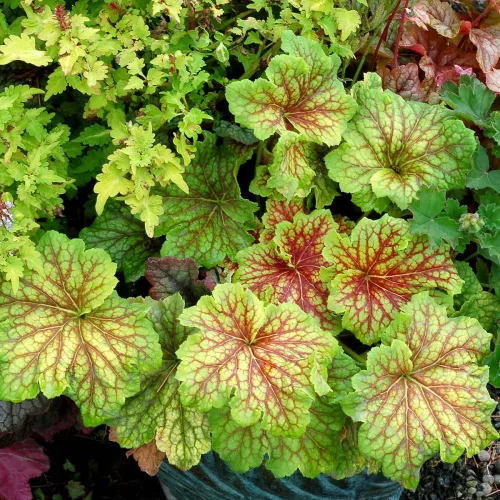 Tűzeső - Heuchera " Red Lightning "