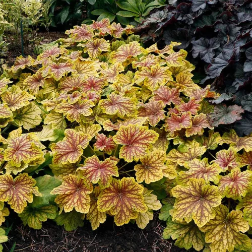 Tűzeső - Heuchera " Red Lightning "