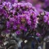 Bordó levelű Kínai selyemmírtusz - Lagerstroemia indica "Purely Purple"