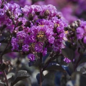   Bordó levelű Kínai selyemmírtusz - Lagerstroemia indica "Purely Purple"