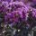 Bordó levelű Kínai selyemmírtusz - Lagerstroemia indica "Purely Purple"