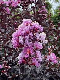 Bordó levelű Kínai selyemmírtusz - Lagerstroemia indica "Purely Purple"