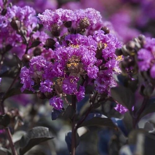 Bordó levelű Kínai selyemmírtusz - Lagerstroemia indica "Purely Purple"