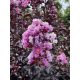 Bordó levelű Kínai selyemmírtusz - Lagerstroemia indica "Purely Purple"