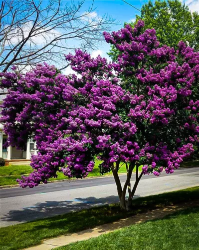 Bordó levelű Kínai selyemmírtusz - Lagerstroemia indica "Purely Purple"