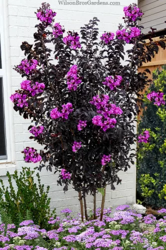 Bordó levelű Kínai selyemmírtusz - Lagerstroemia indica "Purely Purple"