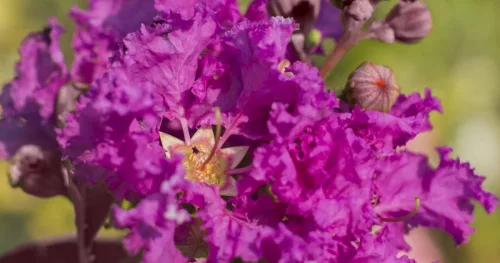 Bordó levelű Kínai selyemmírtusz - Lagerstroemia indica "Purely Purple"