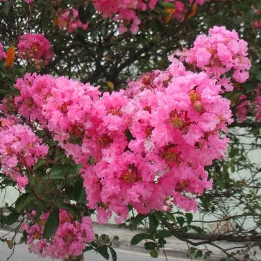 Kínai selyemmírtusz - Lagerstroemia indica "Rosea"
