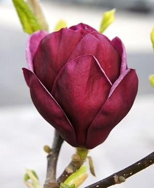 Magnolia  - Genie - Liliomfa