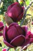 Magnolia  - Genie - Liliomfa