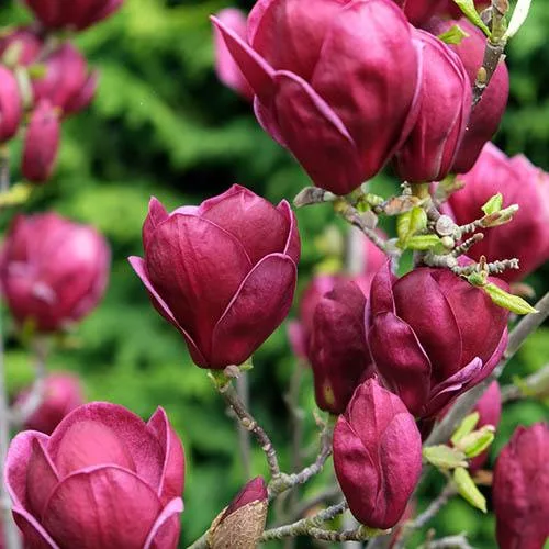 Magnolia  - Genie - Liliomfa
