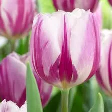 Tulipán - Tulip " Flamingo Flag"