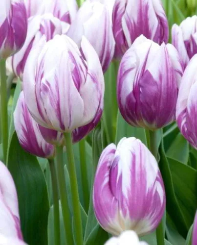 Tulipán - Tulip " Flamingo Flag"