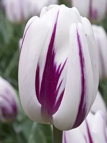 Tulipán - Tulip " Flamingo Flag"