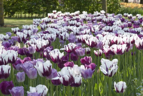 Tulipán - Tulip " Flamingo Flag"