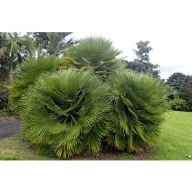 Lószőrpálma - Chamaerops humilis