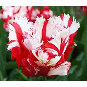 Papagály tulipán - Tulip "Rijnvels"
