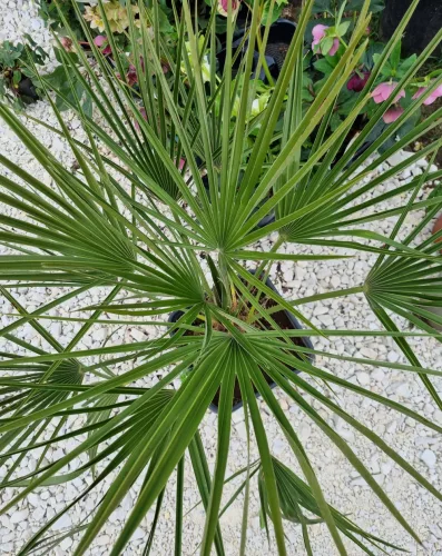 Lószőrpálma - Chamaerops humilis