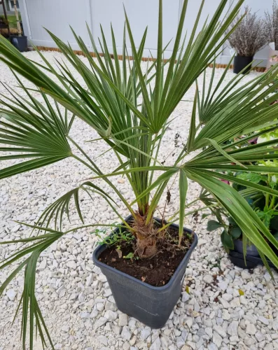 Lószőrpálma - Chamaerops humilis