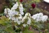 Tölgylevelű hortenzia - Hydrangea Quercifolia