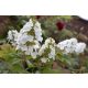 Tölgylevelű hortenzia - Hydrangea Quercifolia