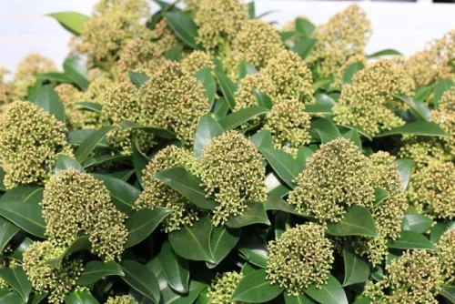 Skimmia Japonica " Goldrie's Dwarf " - Japán dérbabér