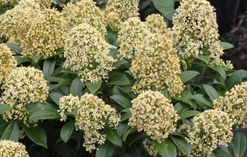 Skimmia Japonica " Goldrie's Dwarf " - Japán dérbabér